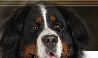 Z kapky �t�st�